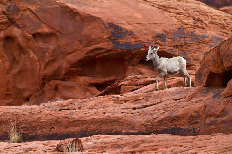 Bighorn On Slickrock